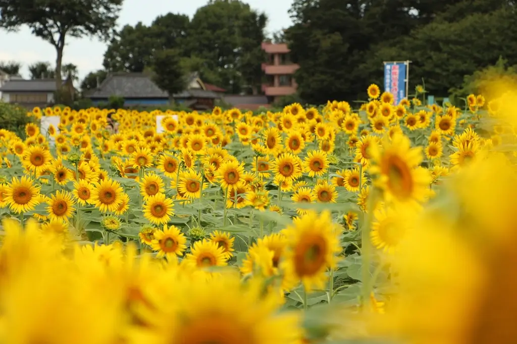 A field of sunflowers at the Kiyose Sunflower Festival.