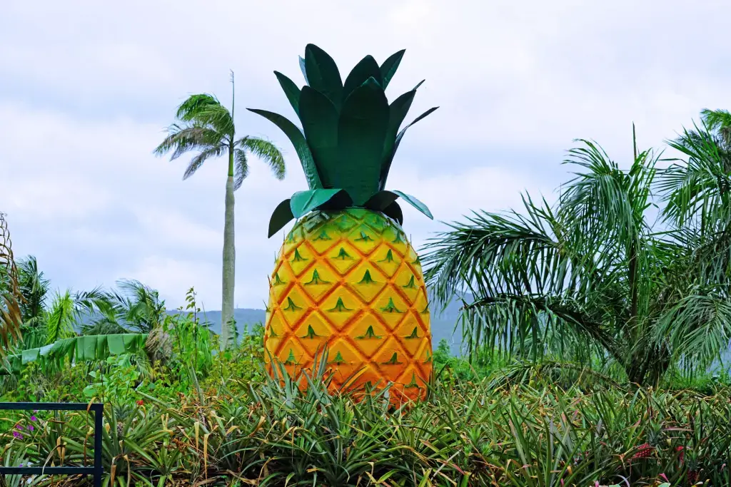 A plastic pineapple at Nago Pineapple Park.