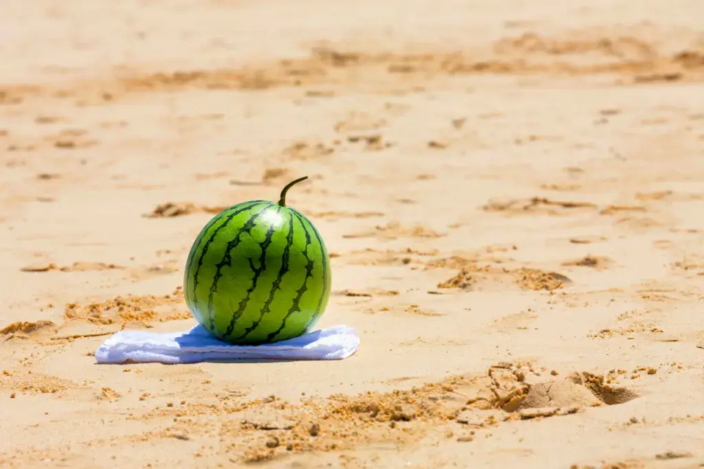 A watermelon on the beach prepared for suikawari.