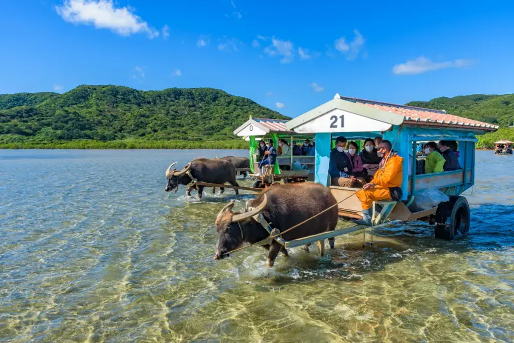 People being pulled near an Okinawa Island via water buffalo card.