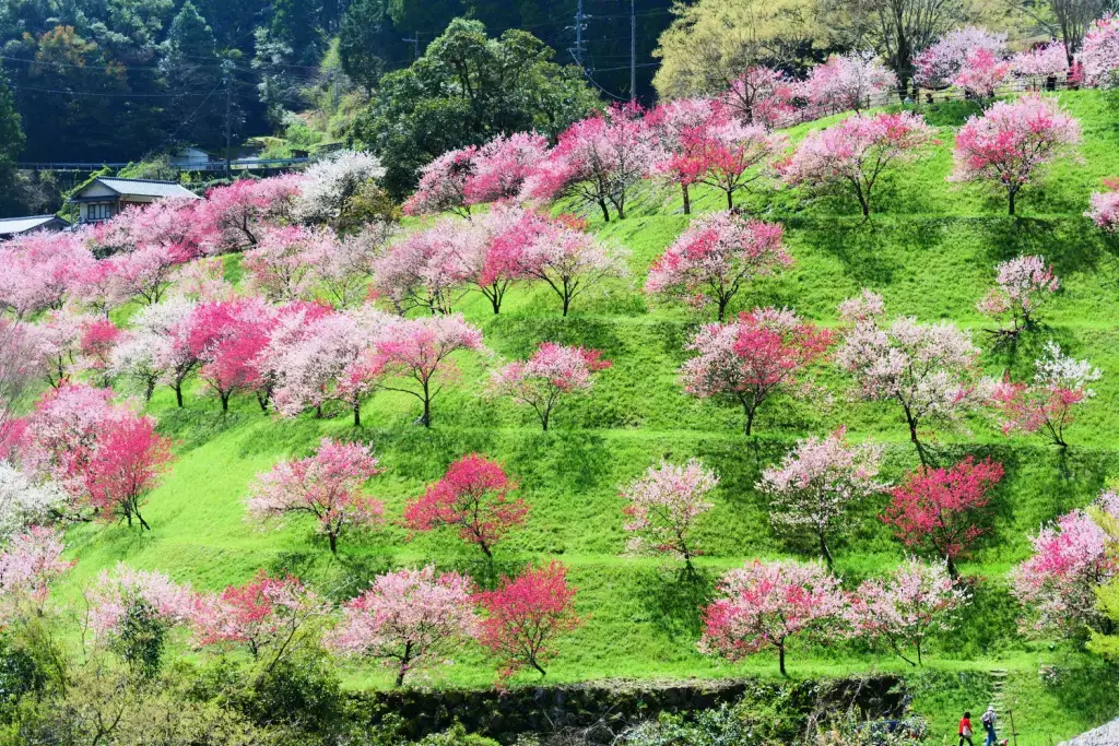 A bunch of cherry blossoms trees at a park.