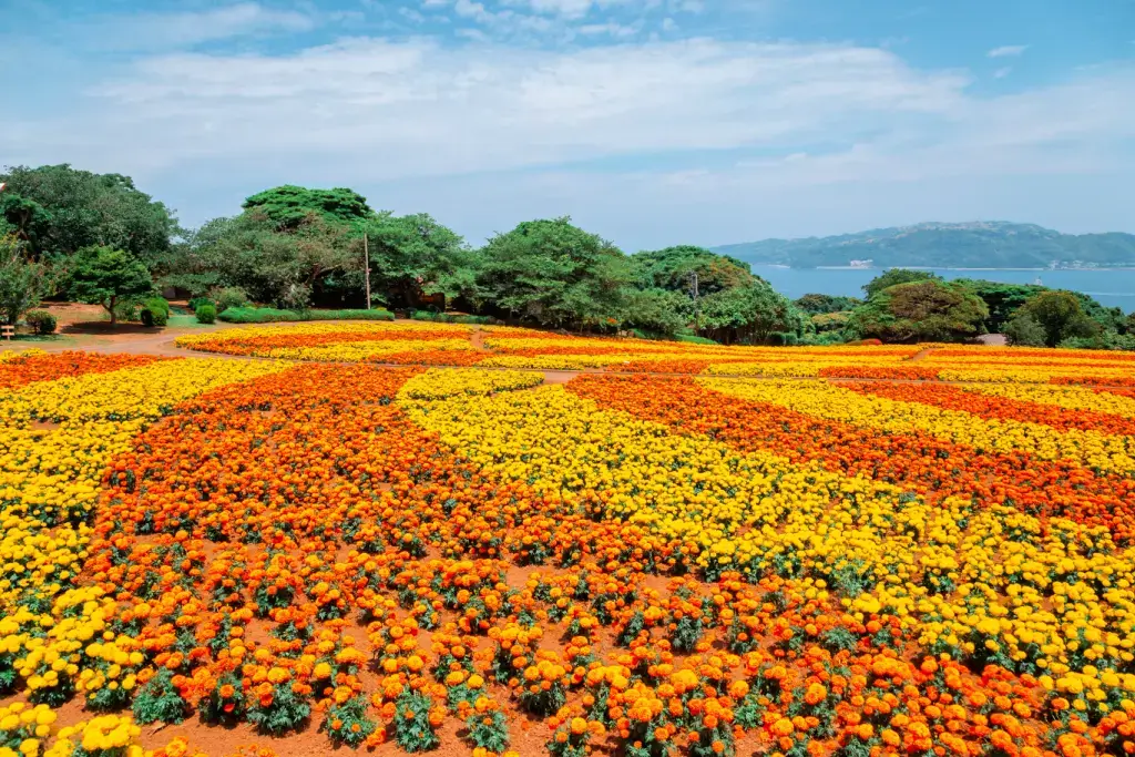 A bunch of yellow and orange flowers on Nokonoshima Island.