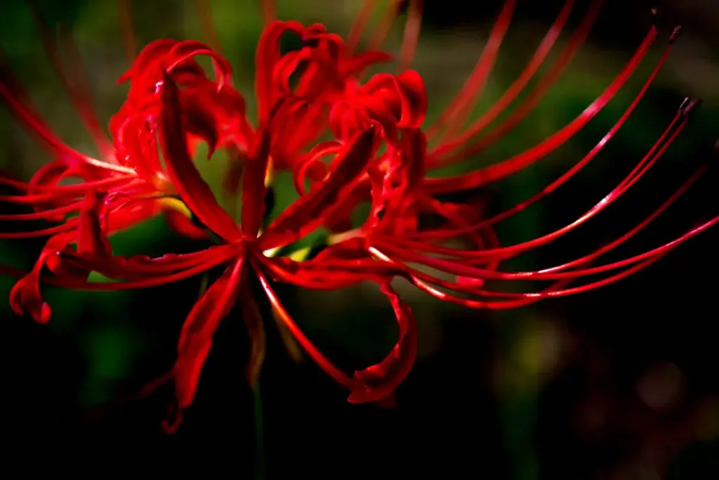 A bunch of red spider lilies.