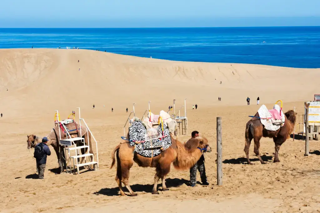 The Tottori Sand Dunes. There are also camels.