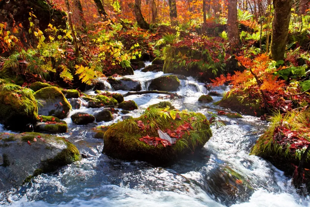 The Aomori Oirase Stream in autumn.