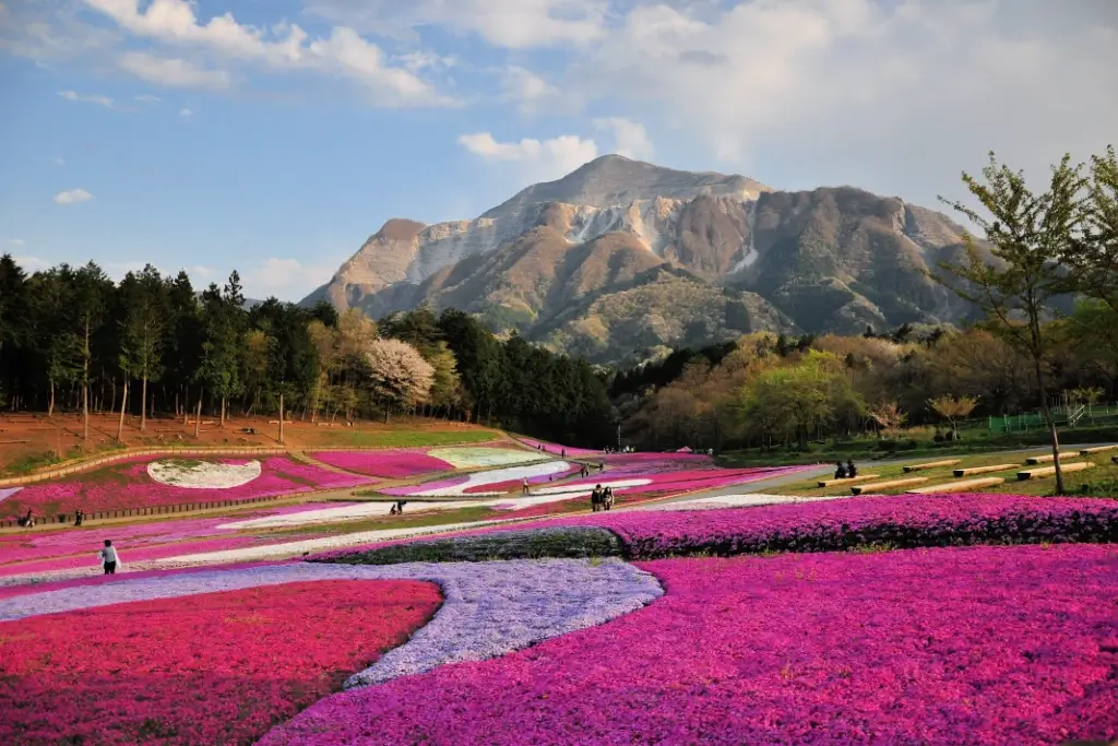 Shibazakura at a large park in Chichibu.