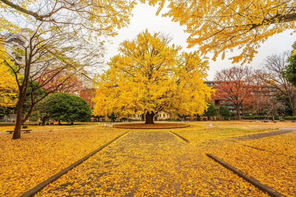 A tree with fanned yellow leaves in Tokyo University.