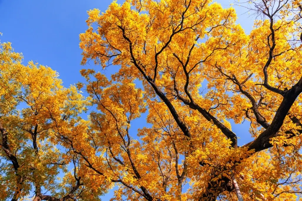 A ginkgo tree.