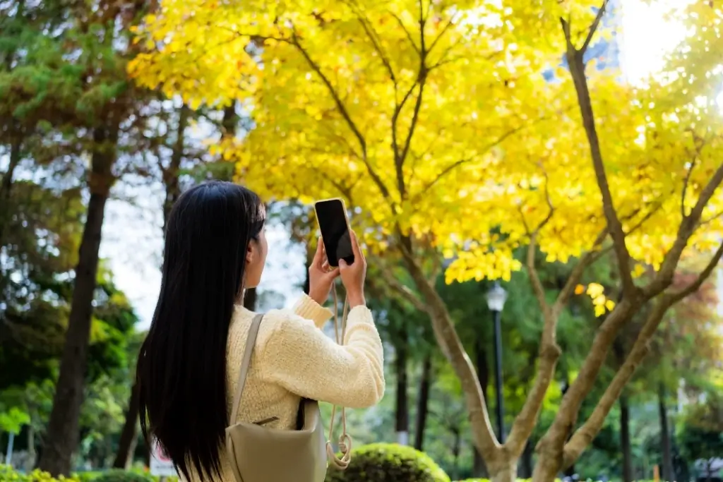 A woman taking pictures of a tree with yellow leaves.