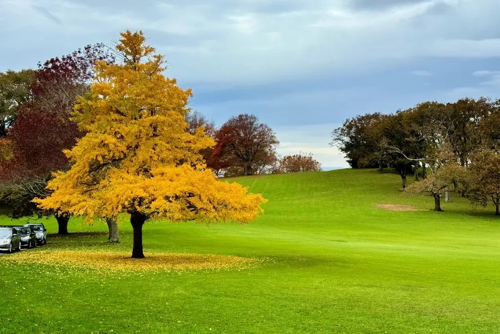 A lone ginkgo tree in park.