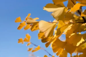 Leaves from the ginkgo tree.