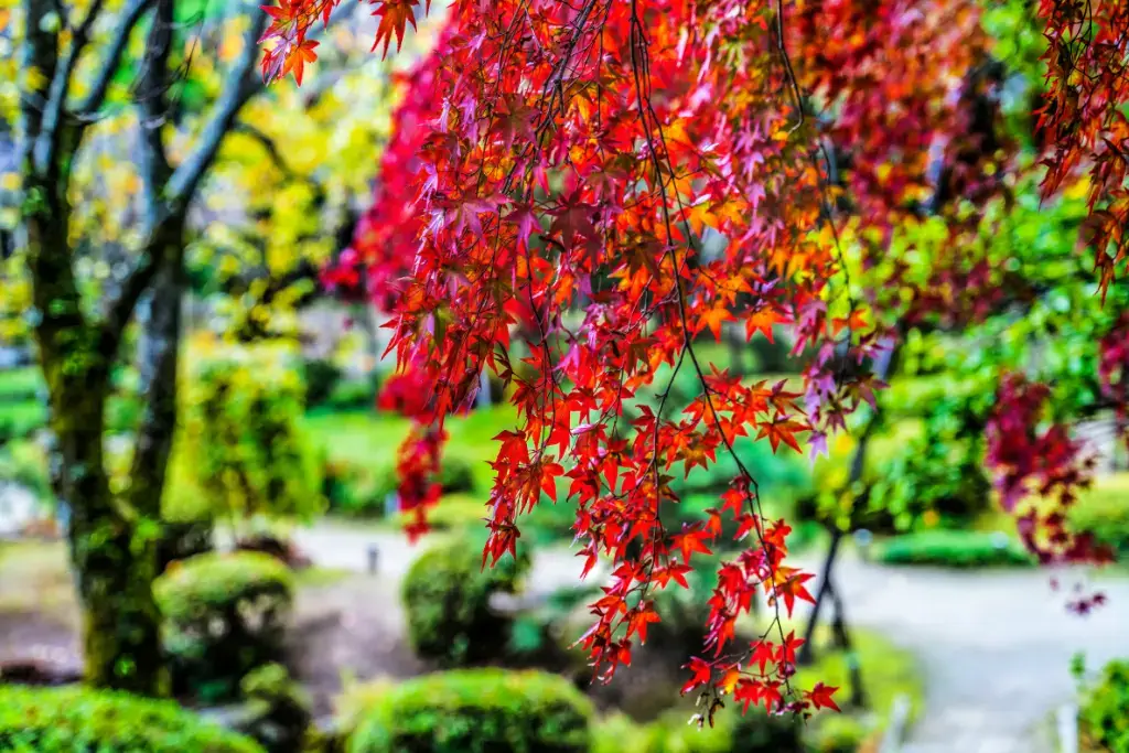 Red leaves near Heian Shrine .