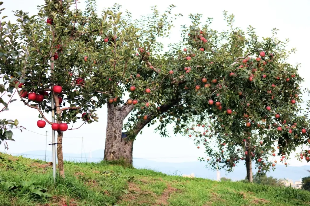 Hirosaki City Apple Park in Aomori.