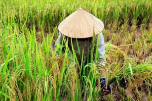 A farmer in a rice paddy wearing a Japanese conical hat.