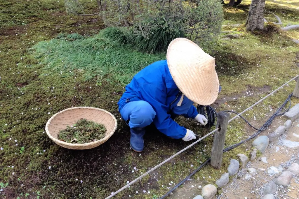 A person farming for rice while wearing a conical hat.