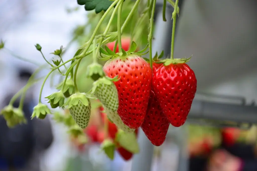 Kuno Ishigaki Strawberry Farm.