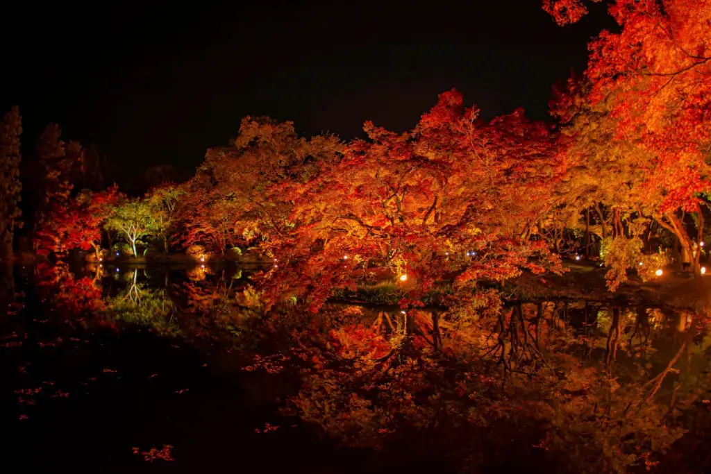 Kyoto Botanical Garden at night during koyo season.