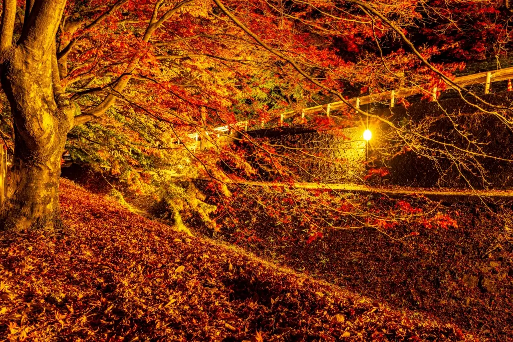 The Maple Corridor at night.