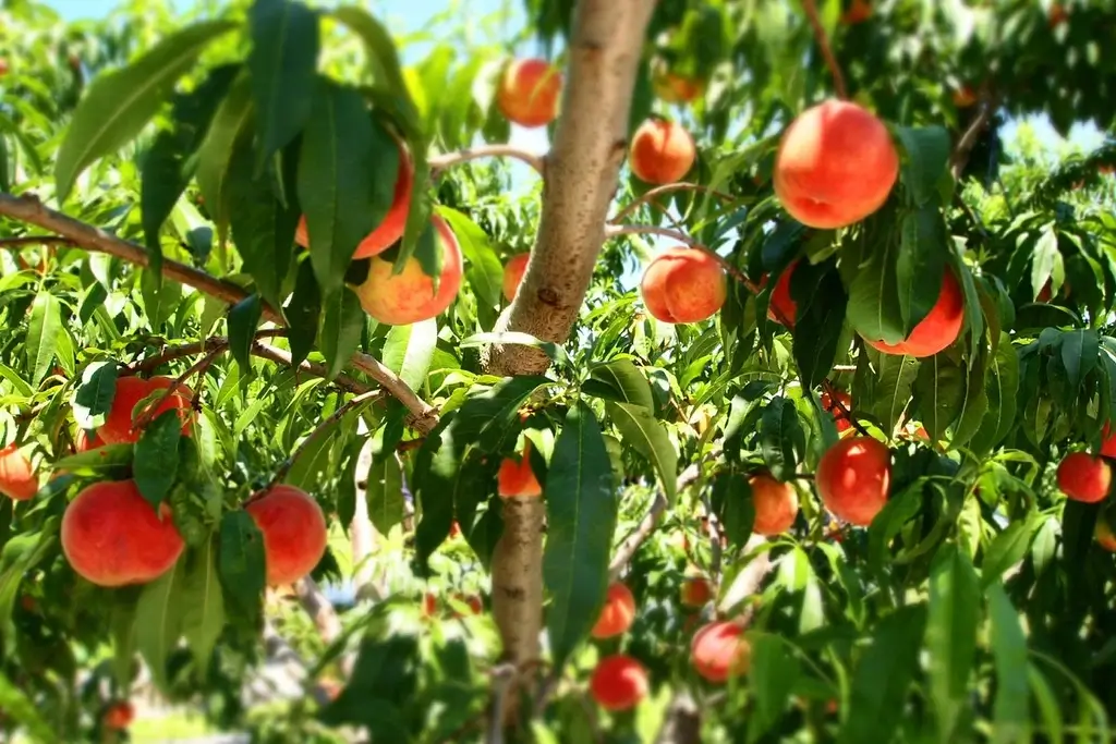 The Nakagomi Fruit Orchard. There's a bunch of peaches.