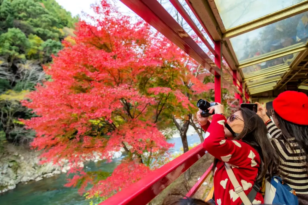 A woman taking pictures of the tree on the Sagano Romantic Train. 