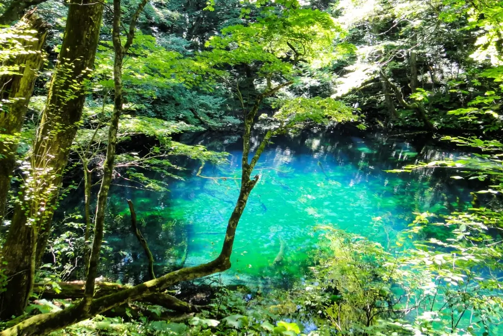 Shirakami Sanchi in Aomori Prefecture. The lake is a pure blue.