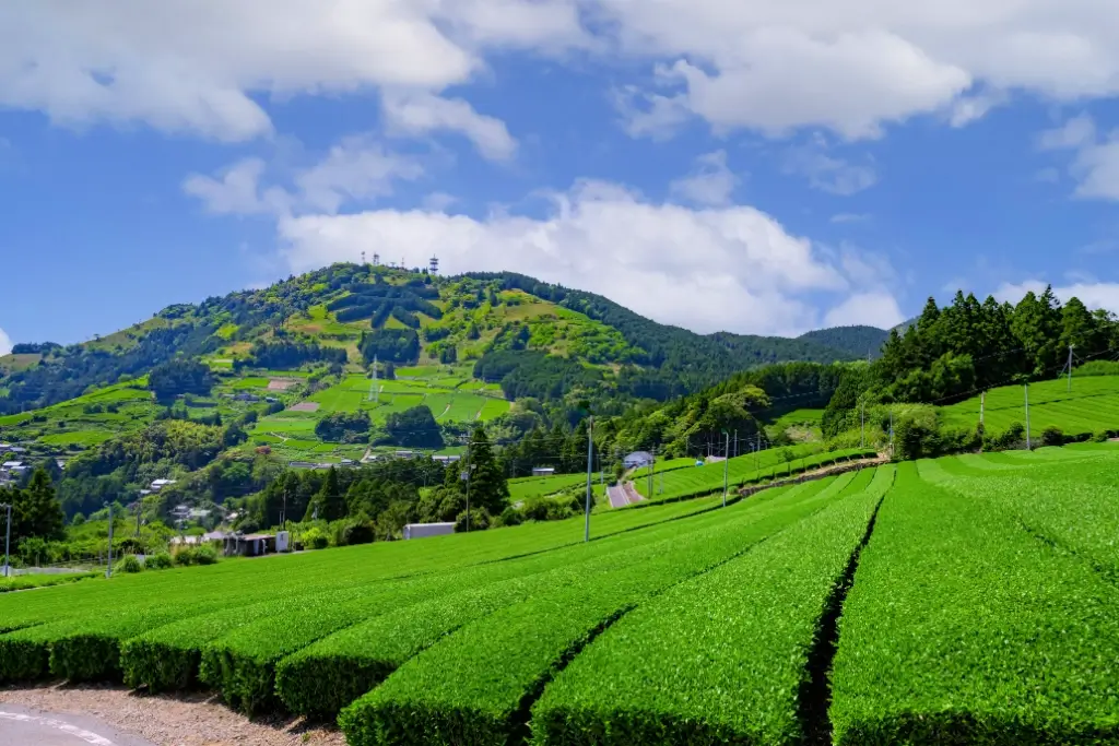 A tea plantation near Tenku no Chanoma.