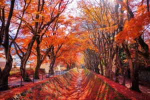 The maple corridor in Yamanashi Prefecture.