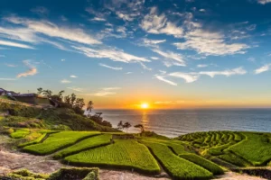 The rice fields in the Noto Peninsula.