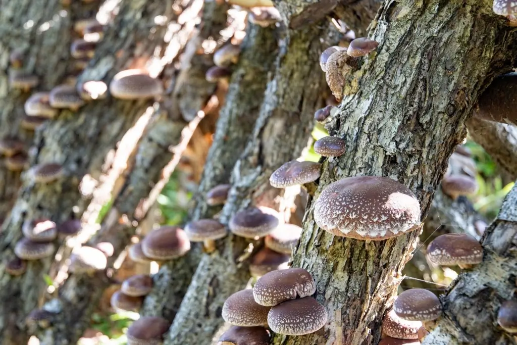 Gehboku Shiitake Mushrooms on a tree.