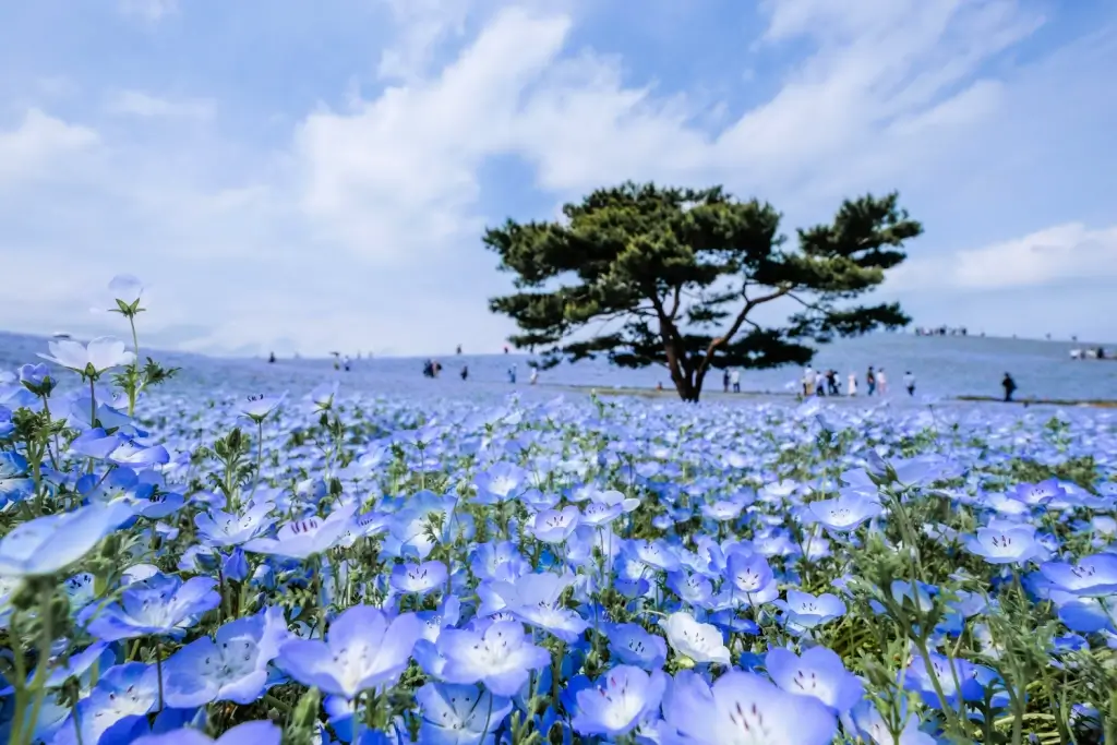 A nemophila field in Hitachi Seaside Park in Ibaraki. It's full of blue flowers. 