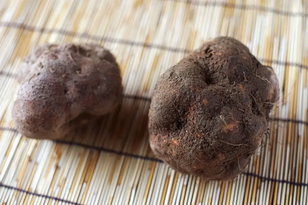 Two Maruiumo yams on straw.