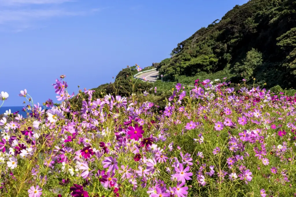 Noto Peninsula surrounded by cosmos flowers.