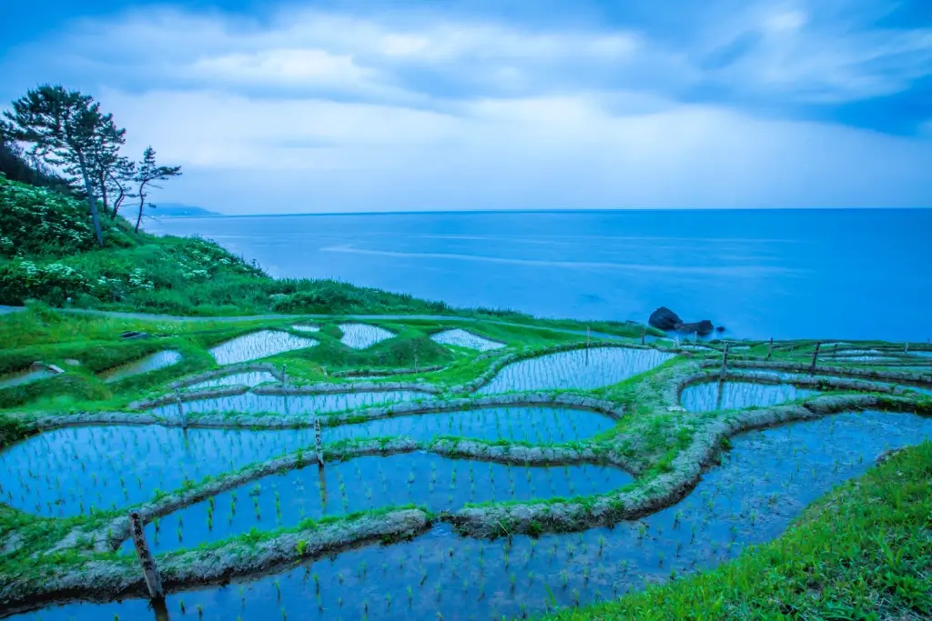 The Shiroyame Senmaida Rice Terraces