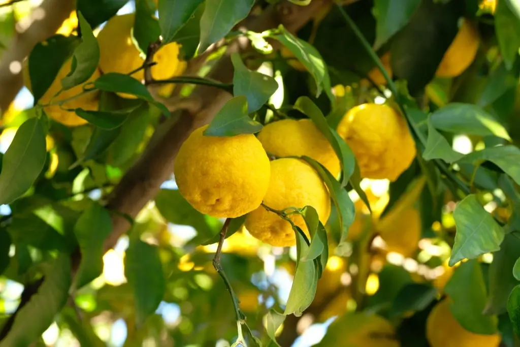 A view of a yuzu tree in Japan.