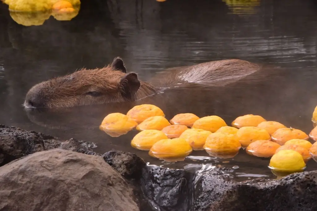 A Japanese onsen hot spring is filled with full yuzu fruit and capybaras.