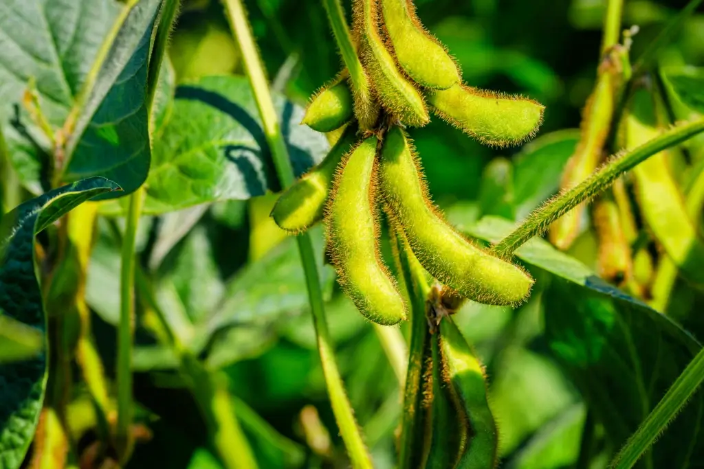 Soybeans on their stems.