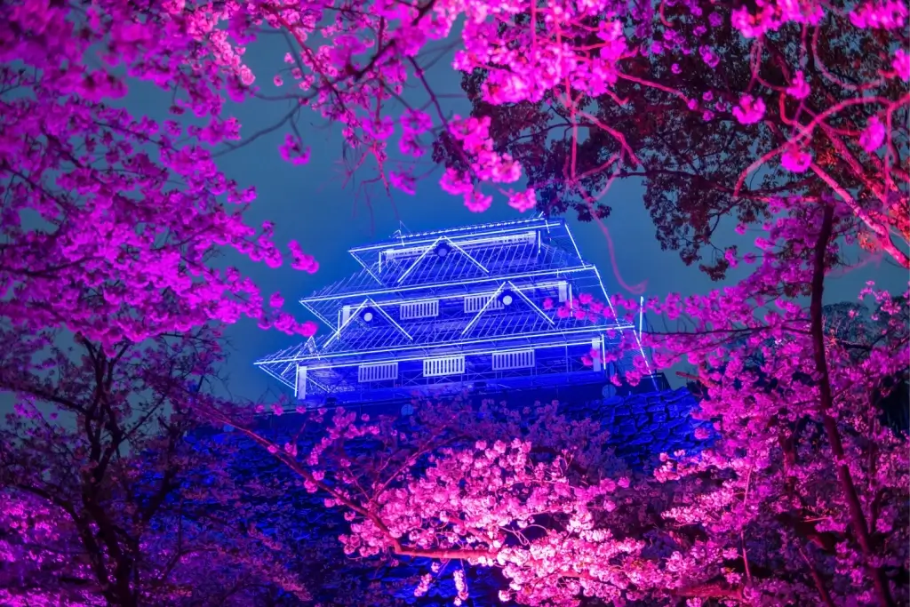 A castle in Fukuoka at night during a cherry blossom illumination.