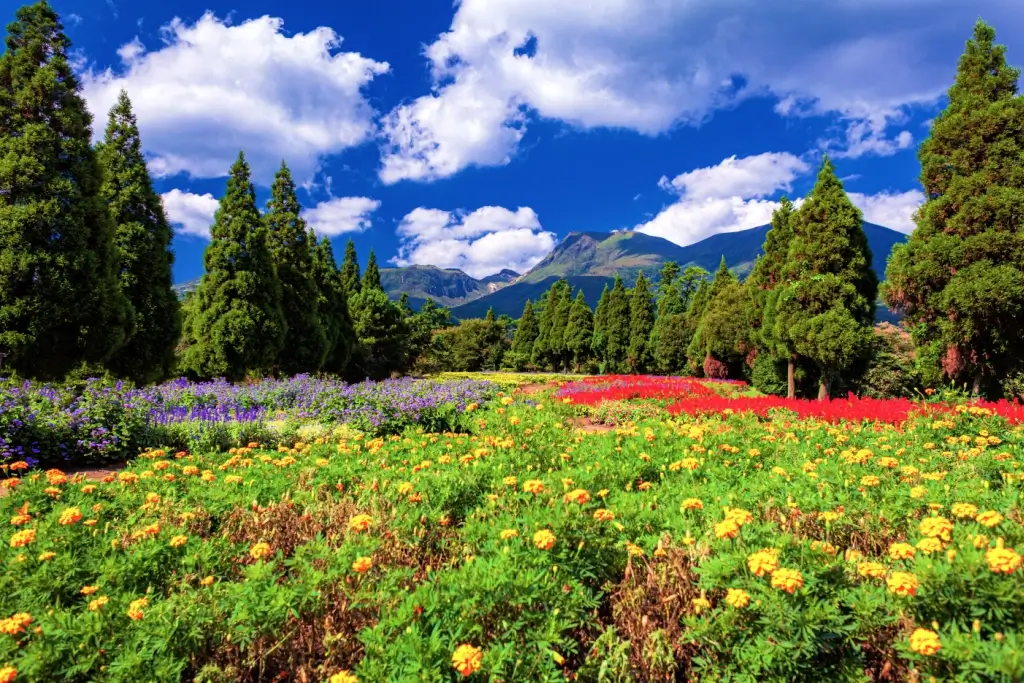 A colorful flower field in Oita. It's called Kuju Flower Park.