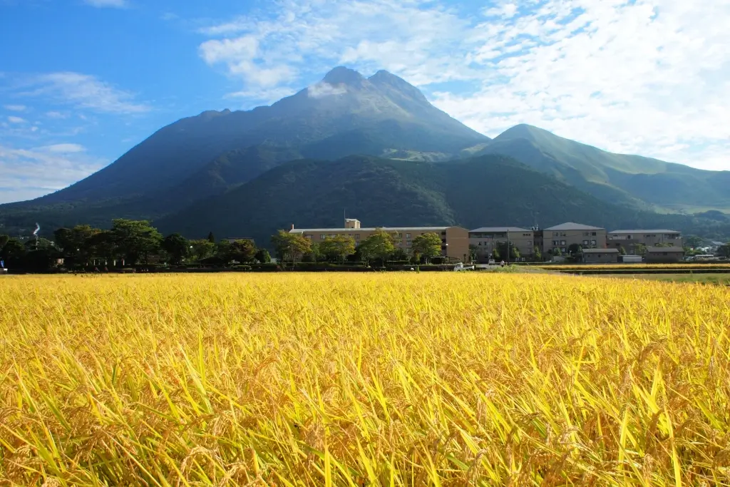 Mount Yufu in the background of a wheat field.