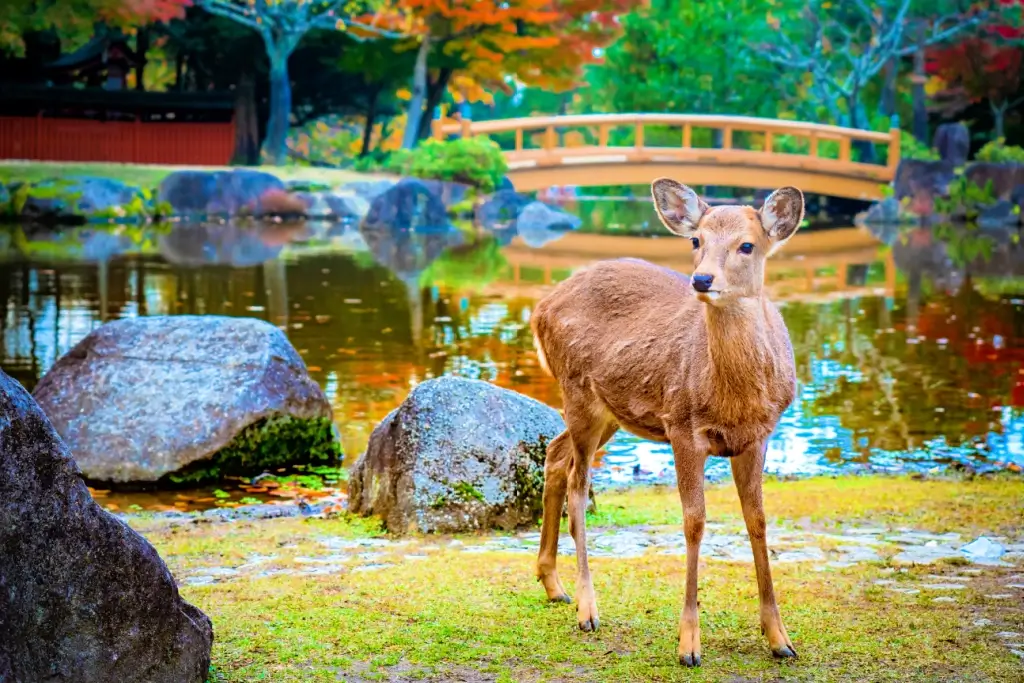 A deer in Nara Park.