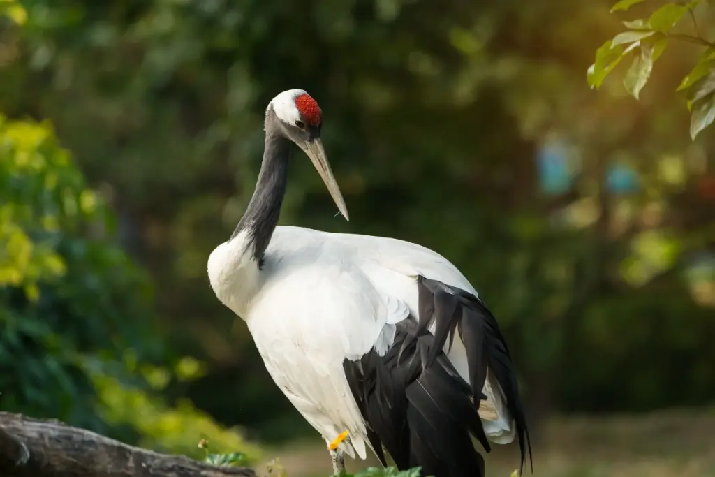 A red crowned crane from Japan.