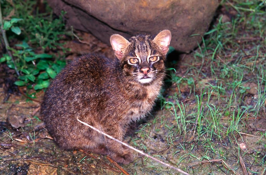 An Iriomote cat in Okinawa.