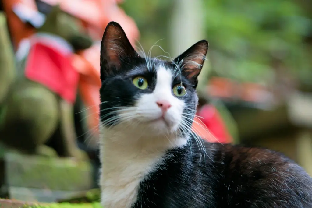 A black and white Japanese cat.