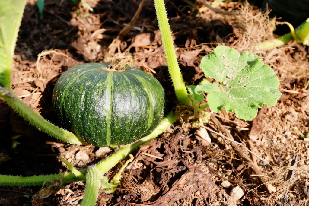 A kabocha or pumpkin growing out of the ground.