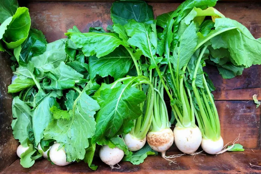 A bunch of kabu turnips on a table.