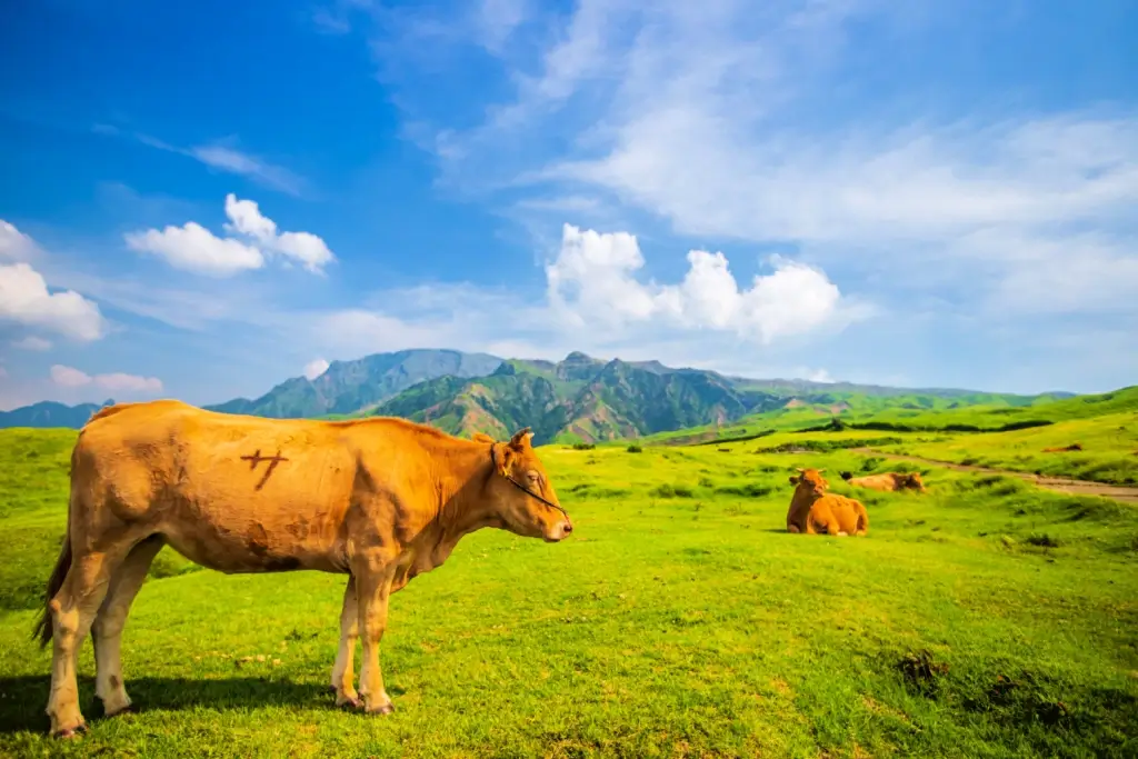 Red cows in the Kyushu region.