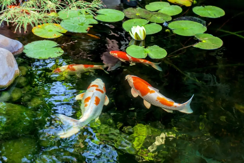 A bunch of koi fish swimming in a pond with lily pads.