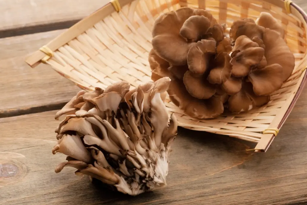 A bunch of maitake mushrooms. They look like a bunch of