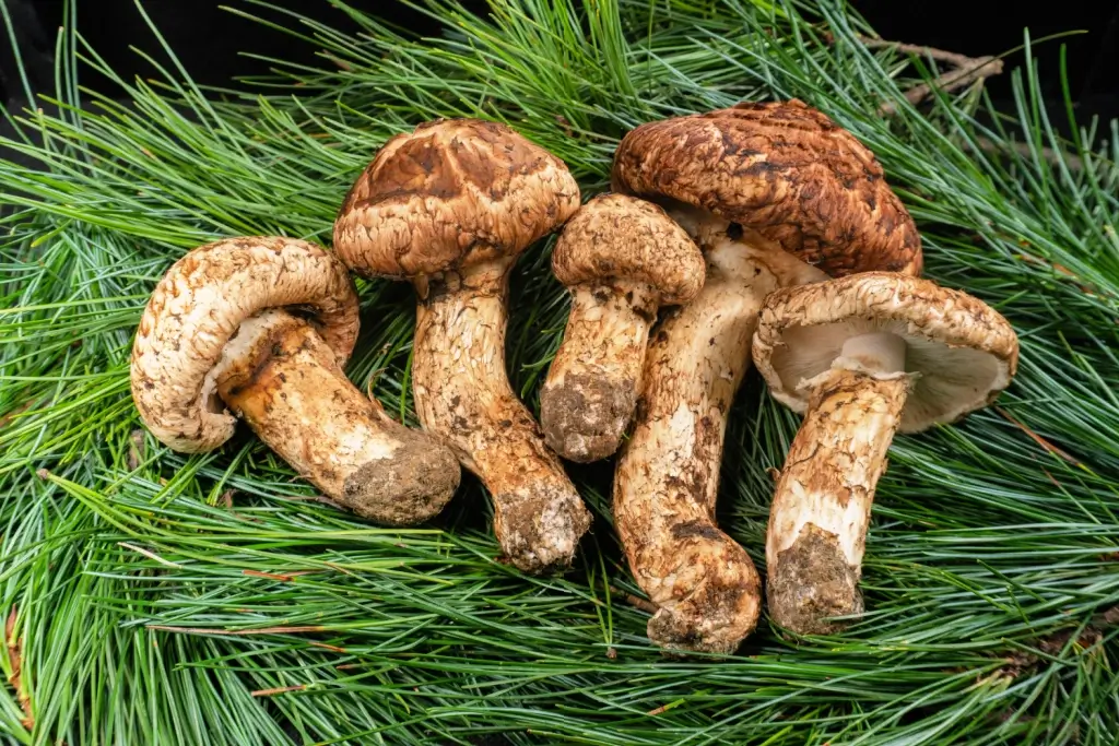 A bunch of masutake mushrooms on a pine tree. They're big and flaky.