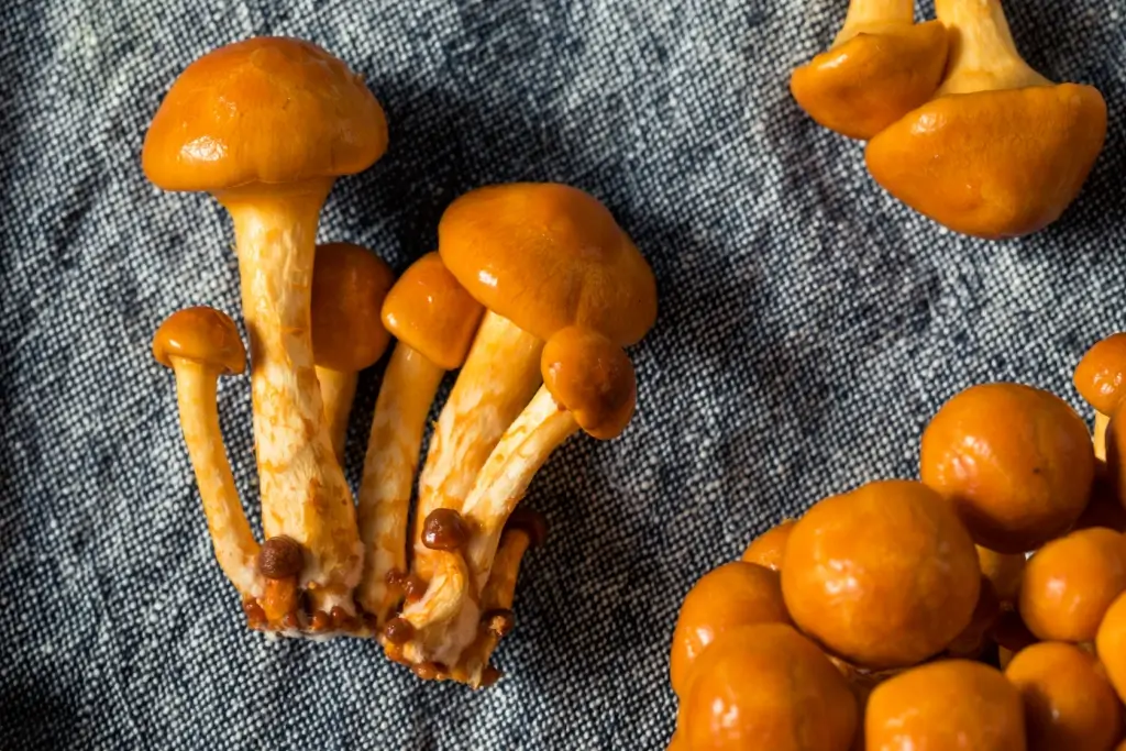 A bunch of nameko mushrooms. They're short, with round heads.